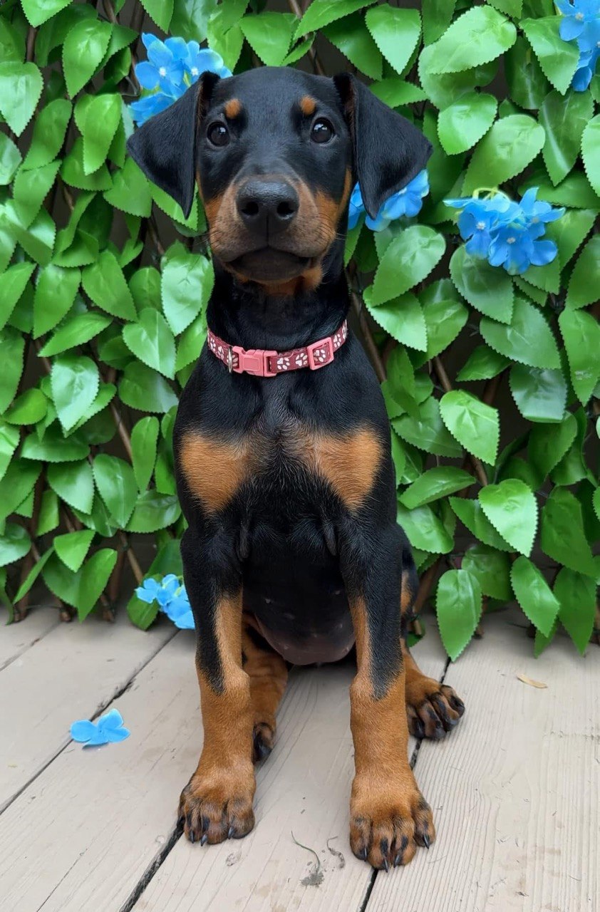 Queen, Black & Rust Doberman Pinscher puppy