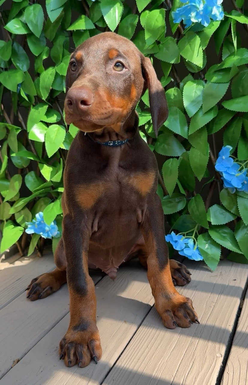 Billy, red & rust European-line Doberman Pinscher puppy — photo 2 of 6