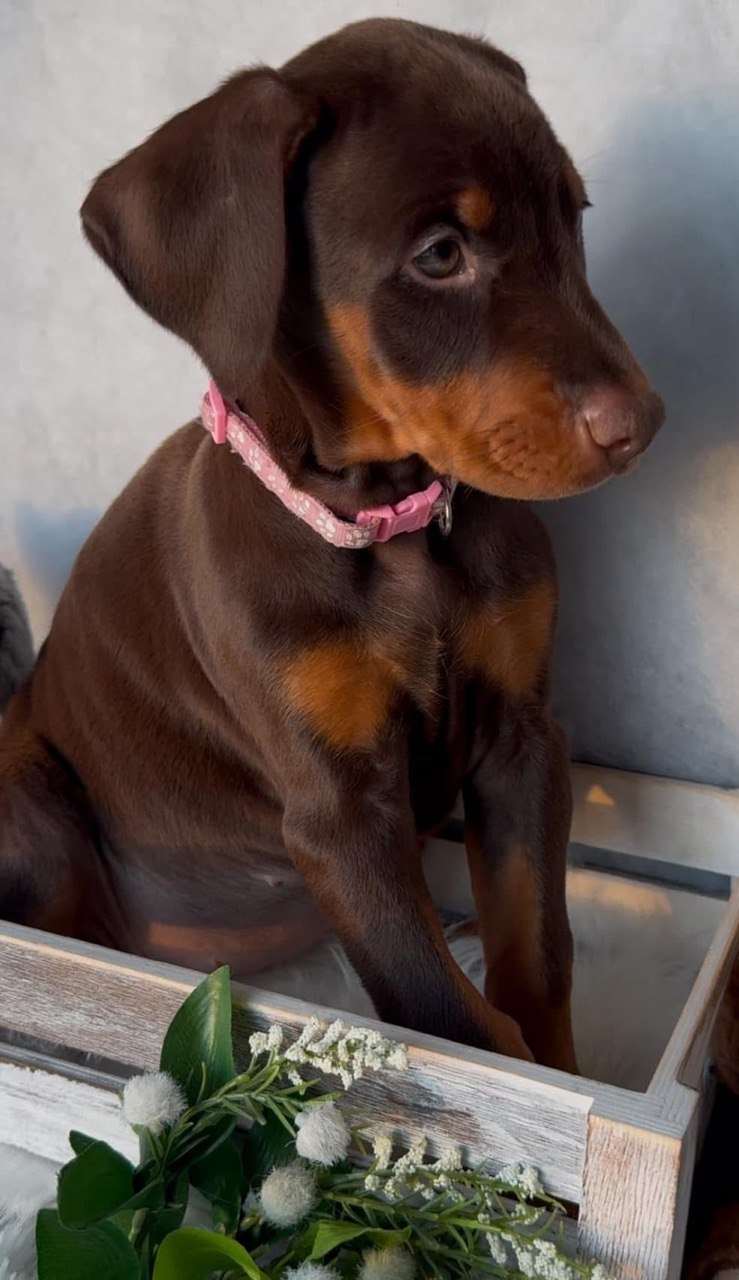 Iris, European-line Doberman Pinscher puppy — photo 3 of 5