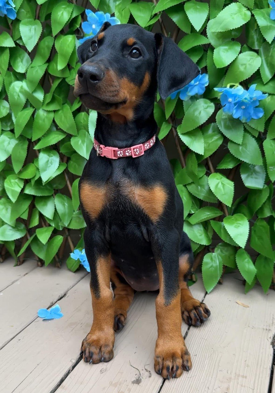 Queen, black & rust European-line Doberman Pinscher puppy — photo 2 of 6