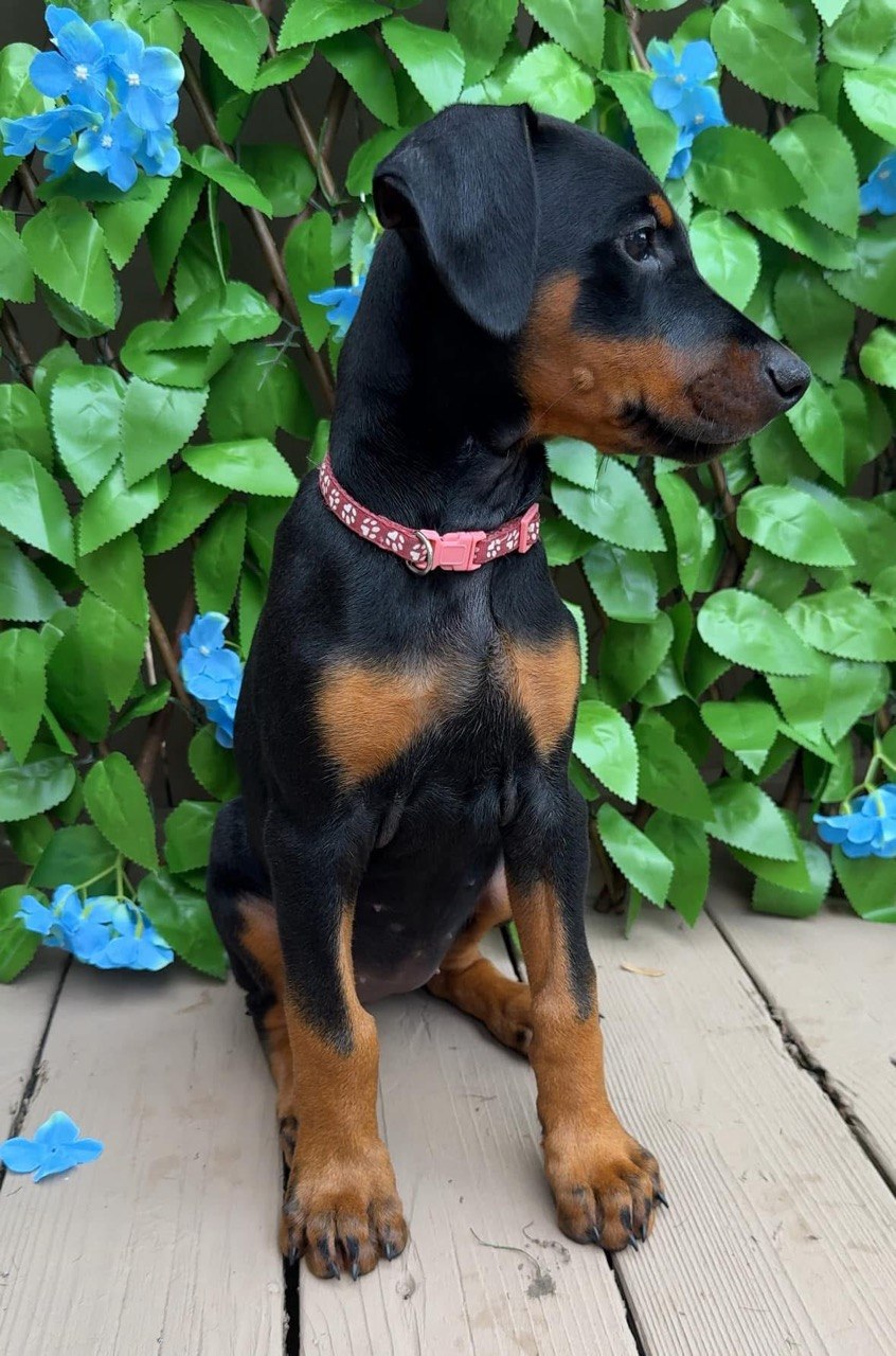 Queen, black & rust European-line Doberman Pinscher puppy — photo 3 of 6