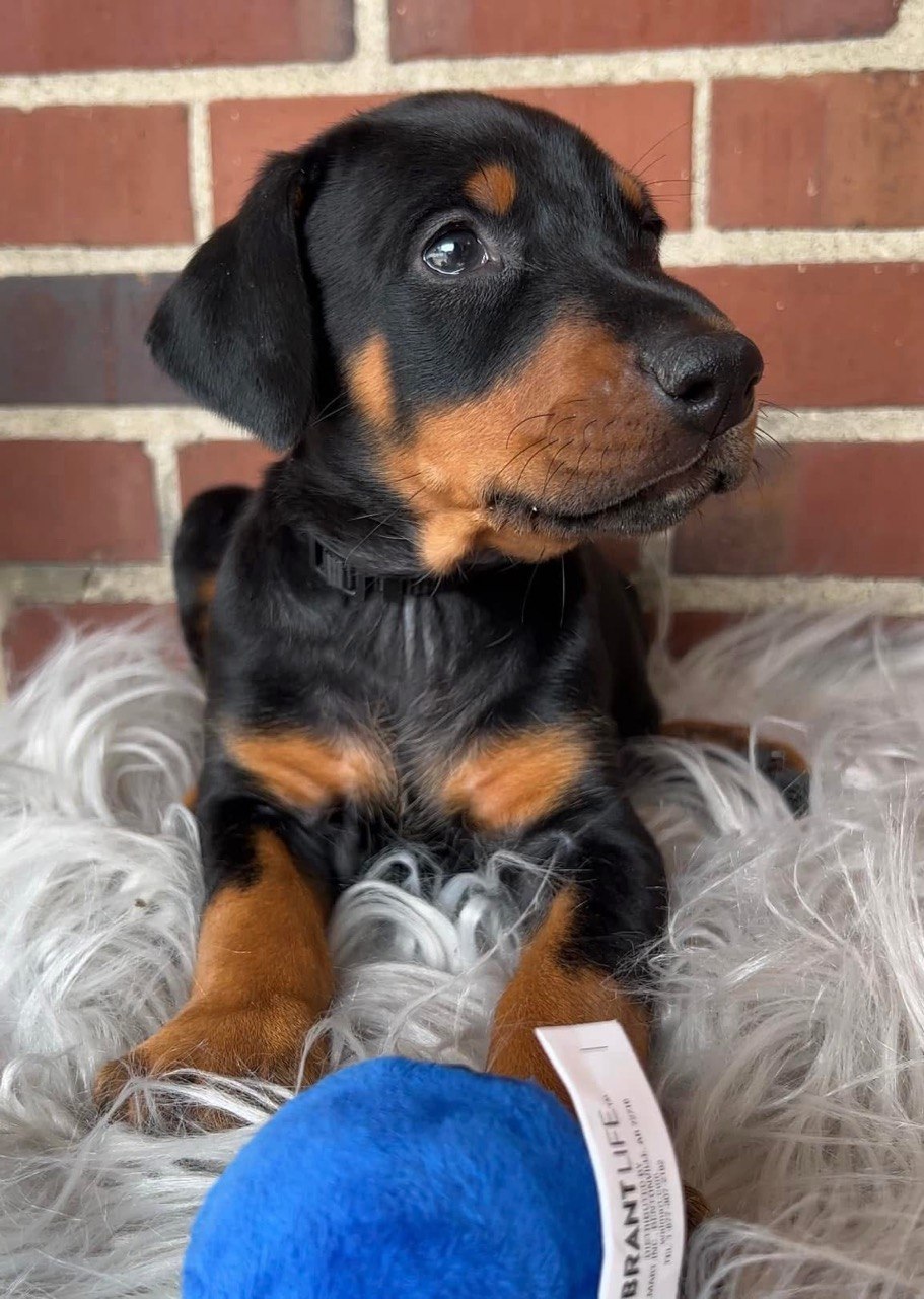 Luna, European-line Doberman Pinscher puppy — photo 2 of 4