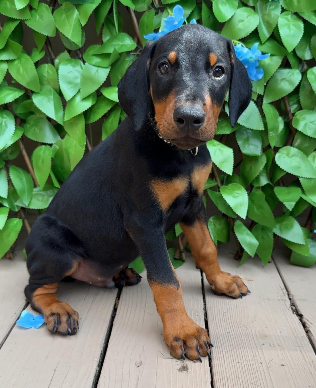 Blue, black & rust European-line Doberman Pinscher puppy — photo 5 of 7