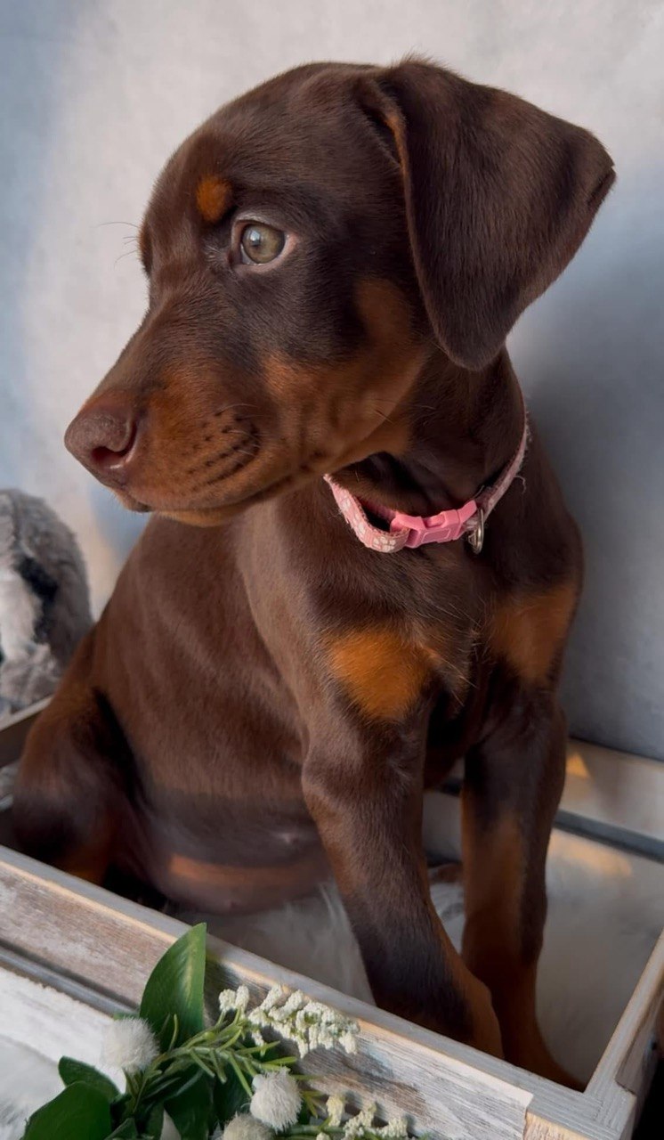 Iris, European-line Doberman Pinscher puppy — photo 4 of 5