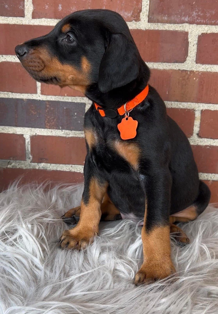 Leo, black & rust European-line Doberman Pinscher puppy — photo 3 of 4
