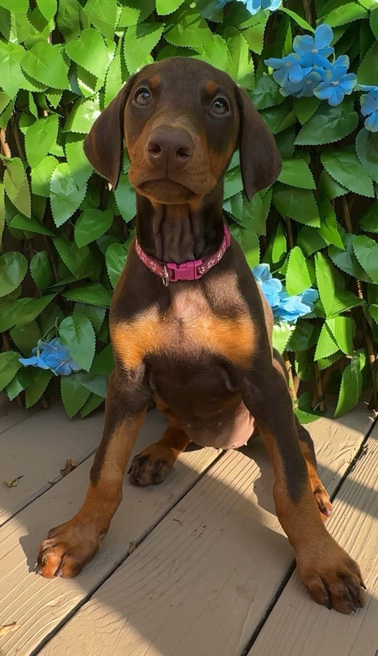 Bella, Red & Rust Doberman Pinscher puppy
