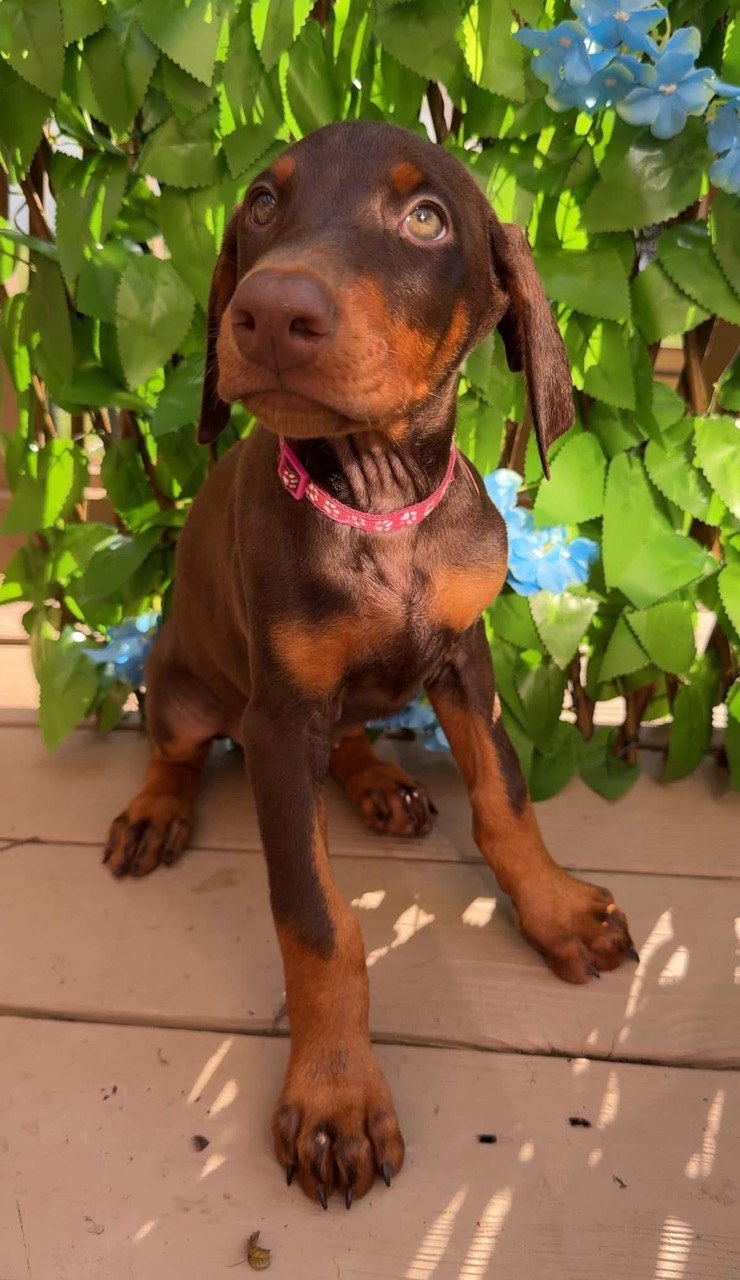Bella, red & rust European-line Doberman Pinscher puppy — photo 3 of 5