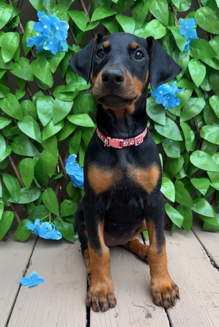 Queen, black & rust European-line Doberman Pinscher puppy — photo 5 of 6