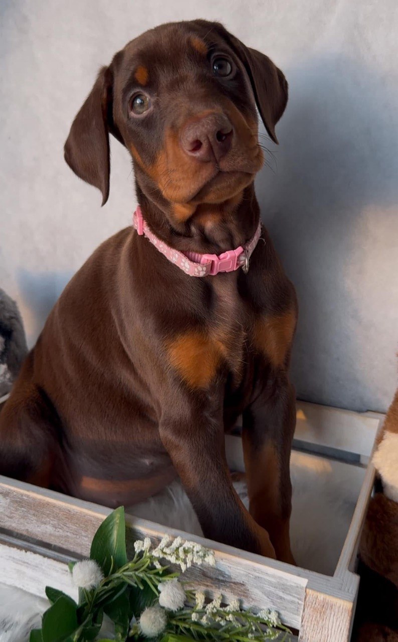 Iris, female European-line Doberman Pinscher puppy