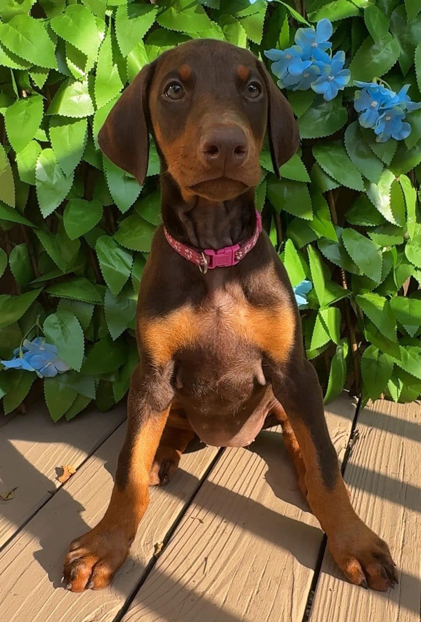 Bella, red & rust European-line Doberman Pinscher puppy — photo 4 of 5