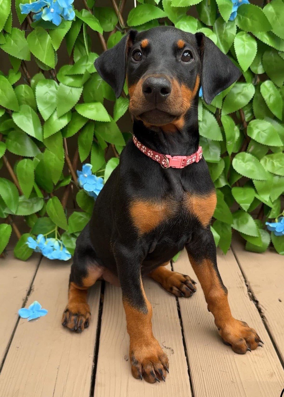 Queen, black & rust European-line Doberman Pinscher puppy — photo 4 of 6