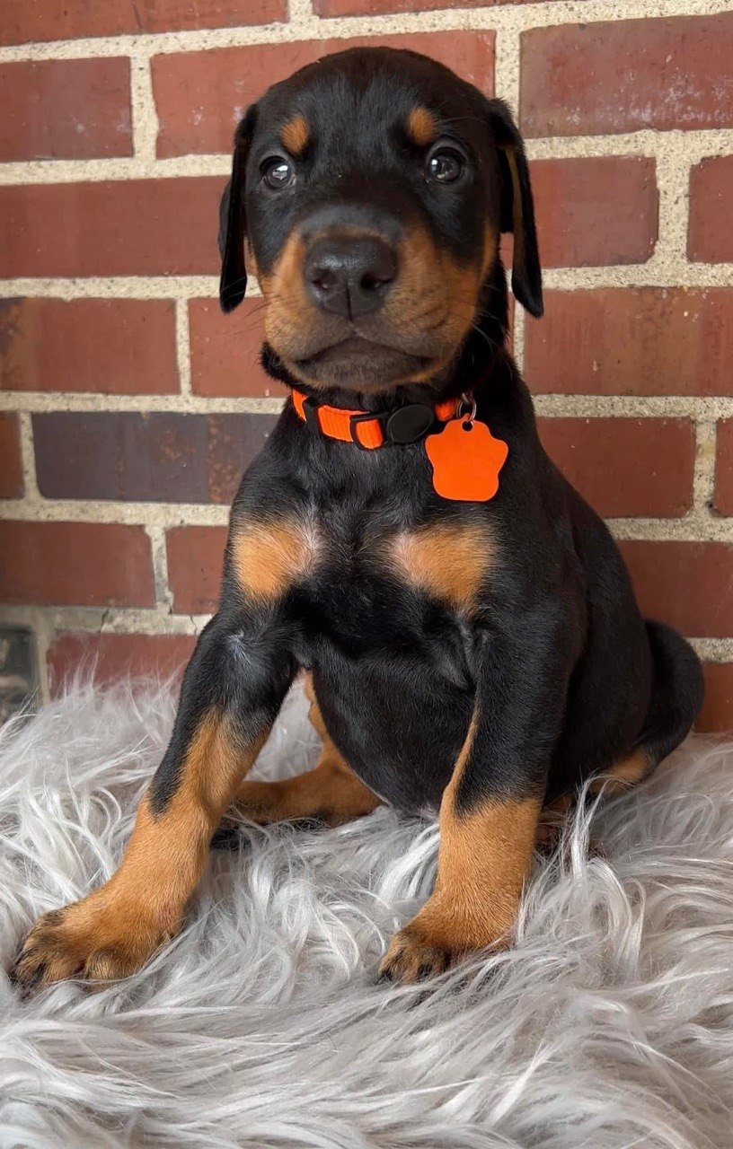 Leo, male black & rust European-line Doberman Pinscher puppy