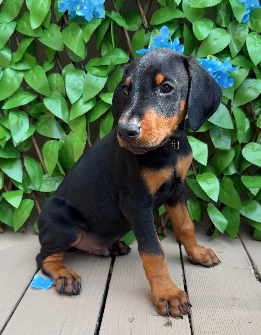Blue, black & rust European-line Doberman Pinscher puppy — photo 3 of 7