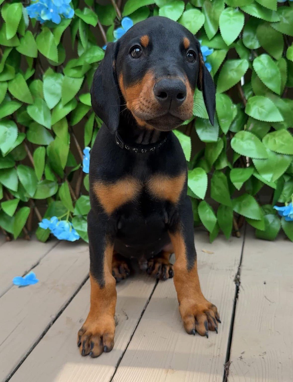 Blue, Black & Rust Doberman Pinscher puppy