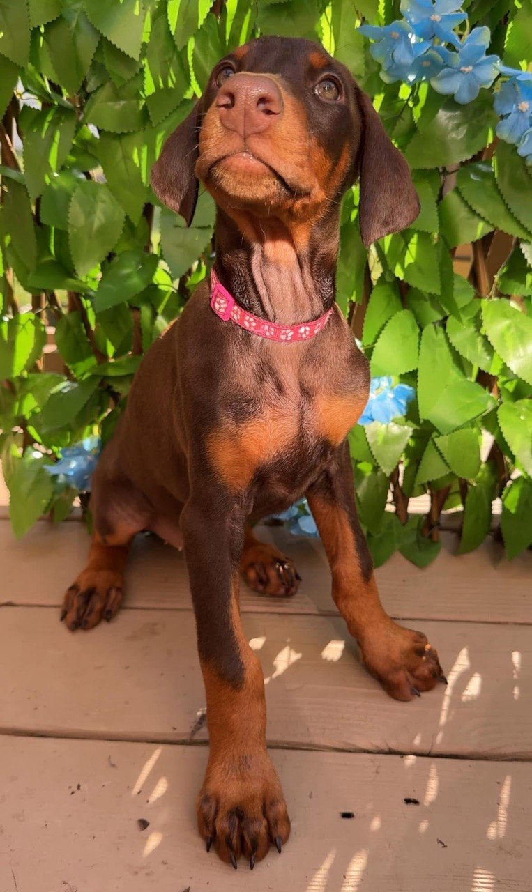 Bella, red & rust European-line Doberman Pinscher puppy — photo 2 of 5