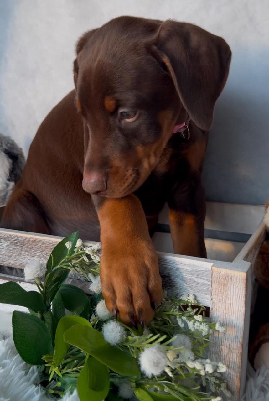 Iris, European-line Doberman Pinscher puppy — photo 2 of 5