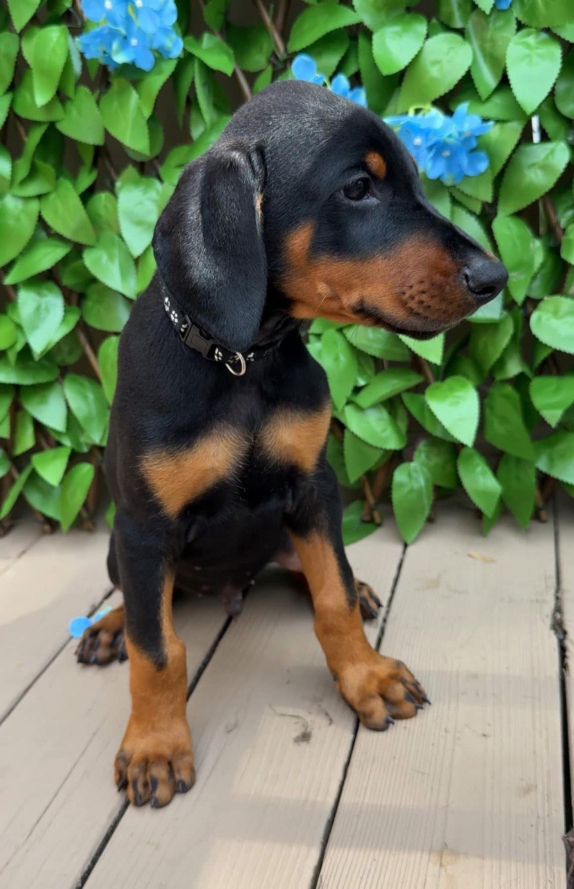 Blue, black & rust European-line Doberman Pinscher puppy — photo 4 of 7
