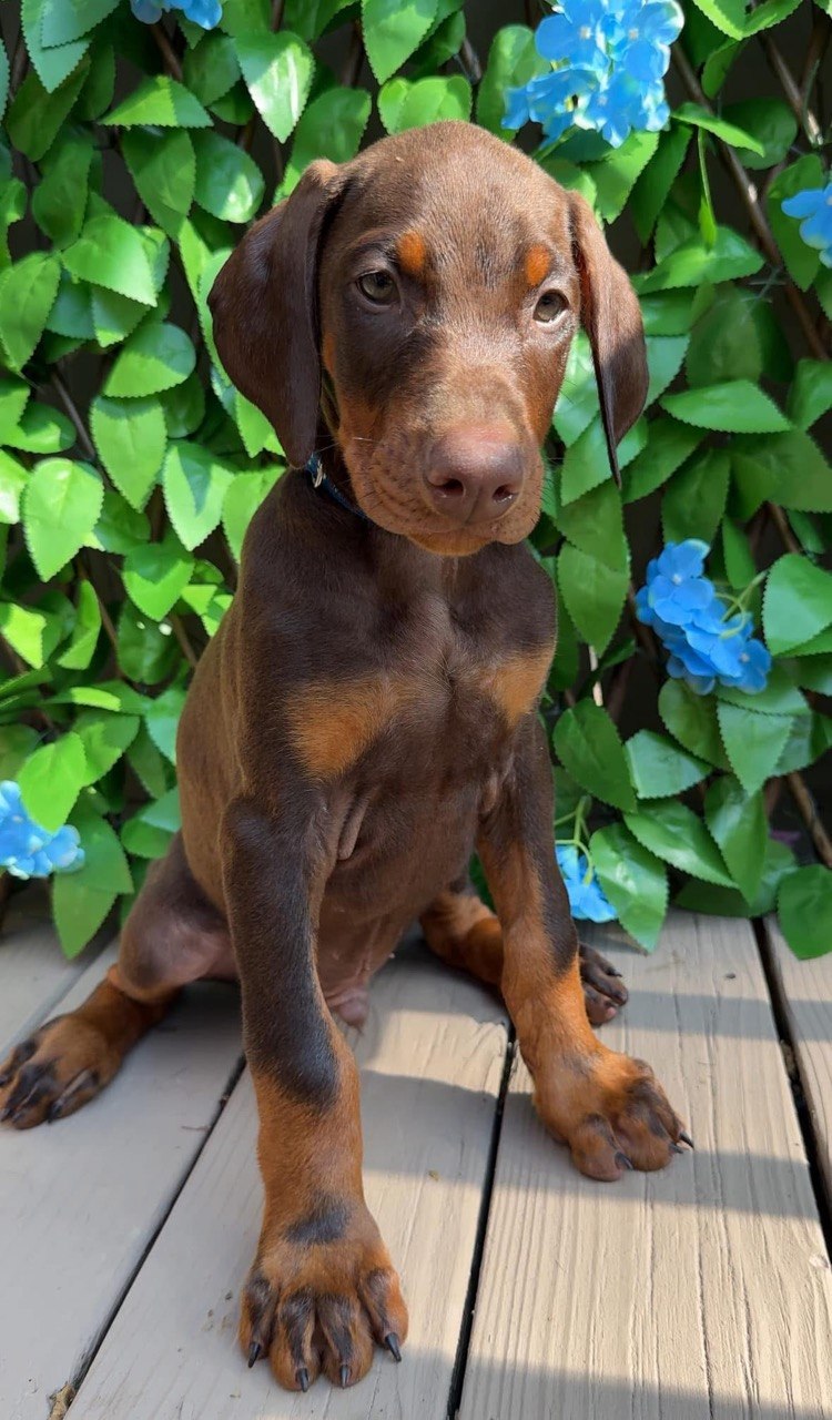 Billy, red & rust European-line Doberman Pinscher puppy — photo 5 of 6