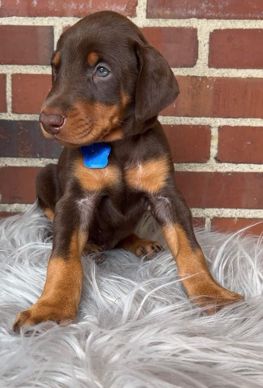 Jeff, European-line Doberman Pinscher puppy — photo 4 of 4