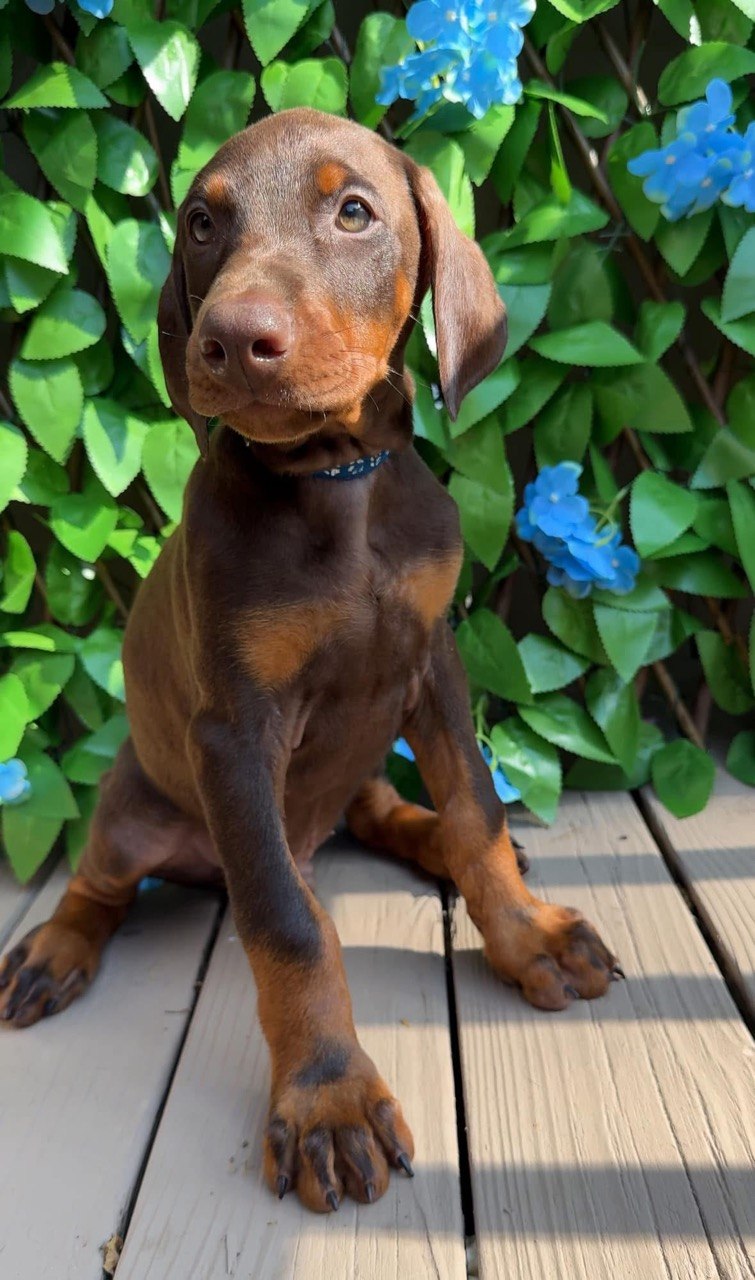 Billy, red & rust European-line Doberman Pinscher puppy — photo 6 of 6