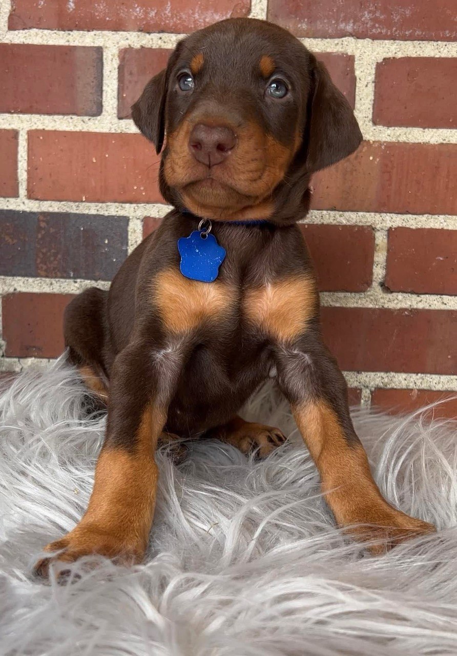 Jeff, male European-line Doberman Pinscher puppy