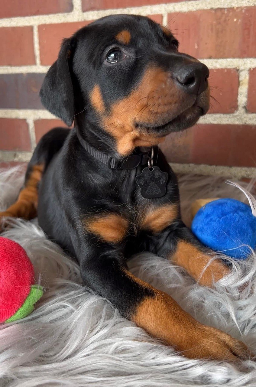 Luna, European-line Doberman Pinscher puppy — photo 4 of 4