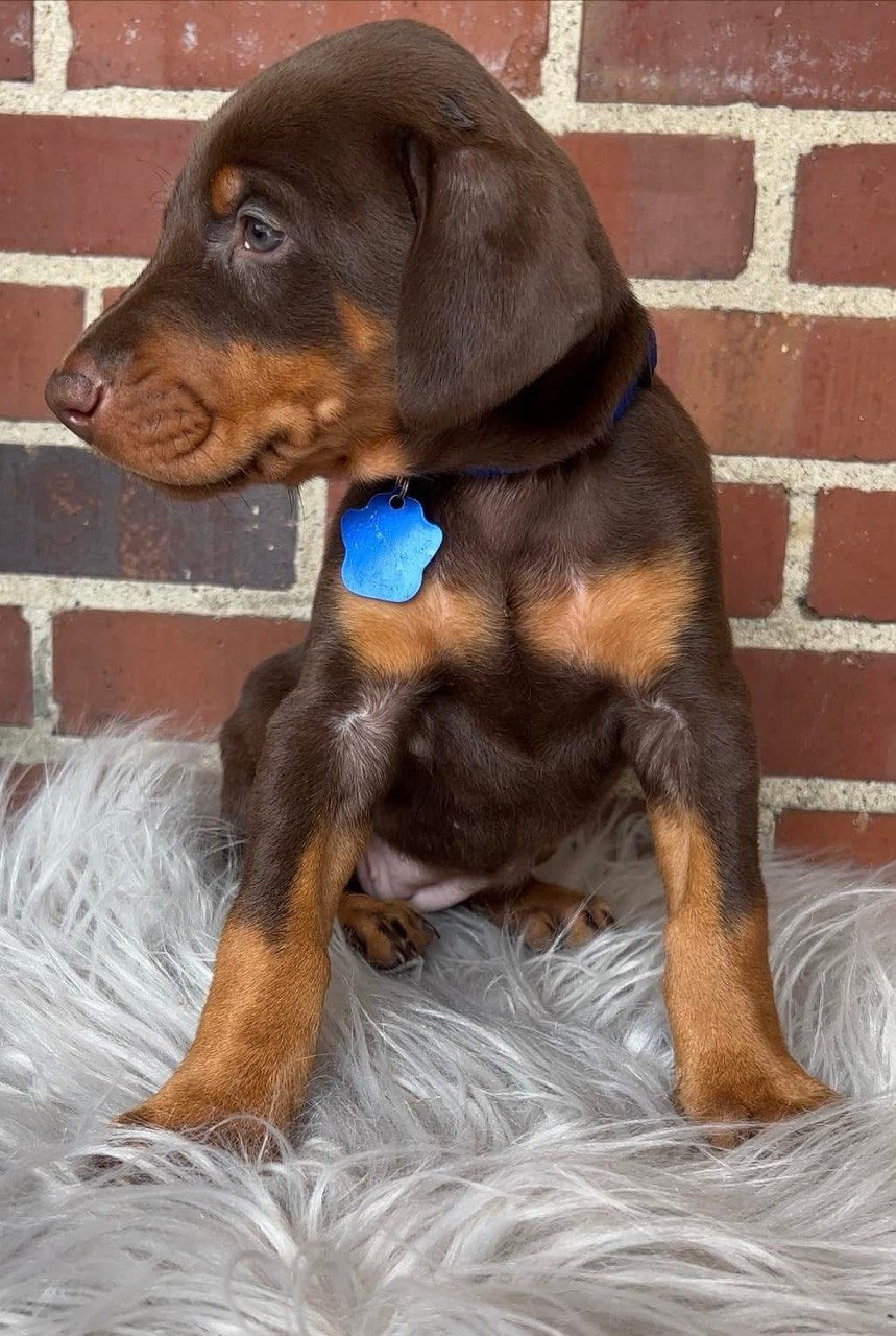 Jeff, European-line Doberman Pinscher puppy — photo 3 of 4