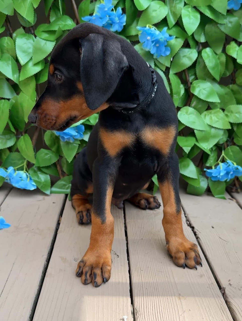 Blue, black & rust European-line Doberman Pinscher puppy — photo 6 of 7